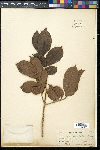 Canarium asperum image