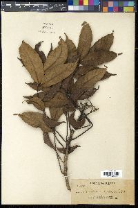 Canarium asperum image