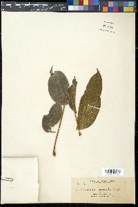Canarium gracile image