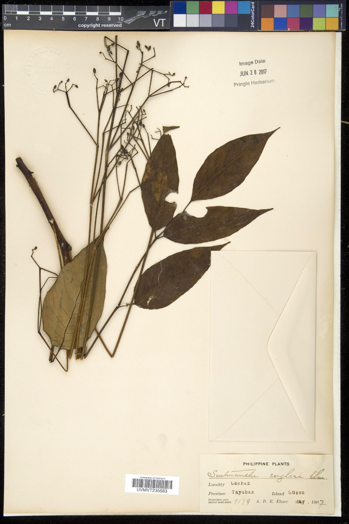 Canarium engleri image