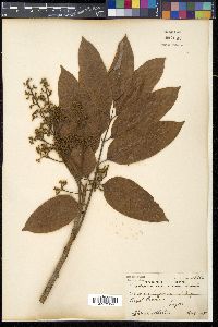 Canarium luzonicum image