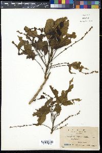 Canarium asperum image