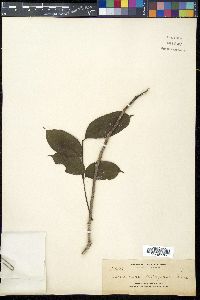 Canarium euryphyllum image