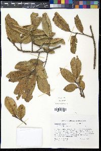 Dacryodes excelsa image
