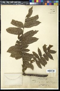 Garuga floribunda image