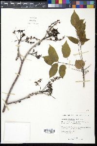 Bursera simaruba image
