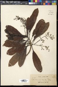 Buchanania arborescens image