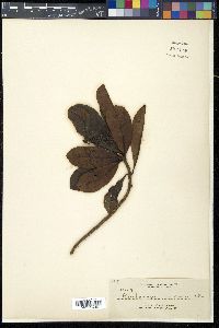 Buchanania arborescens image