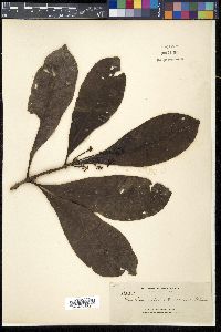 Buchanania arborescens image