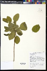 Cotinus obovatus image