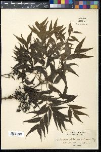 Pistacia chinensis image