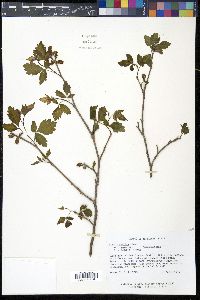 Rhus aromatica var. aromatica image