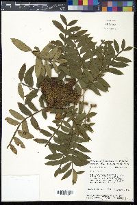 Rhus copallinum image