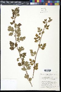 Rhus trilobata var. pilosissima image