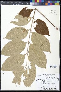 Toxicodendron vernix image