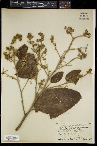 Colona blancoi image