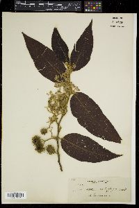 Commersonia bartramia image