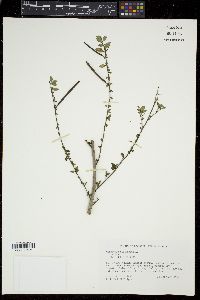Corchorus siliquosus image
