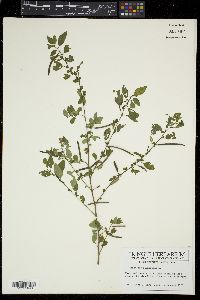 Corchorus siliquosus image