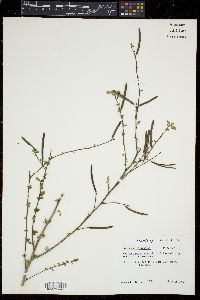 Corchorus siliquosus image