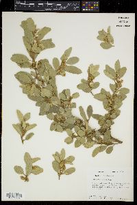 Corchorus hirsutus image