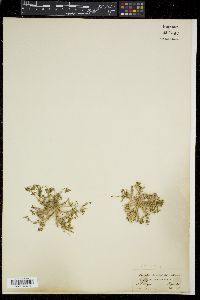 Corchorus depressus image