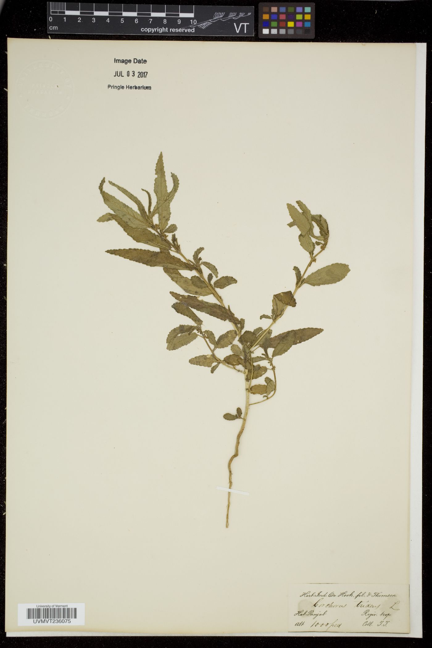 Corchorus tridens image