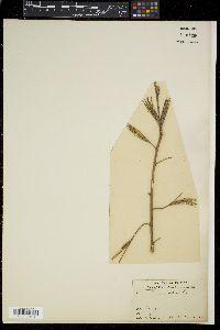 Corchorus olitorius image