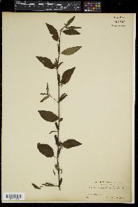 Corchorus aestuans image