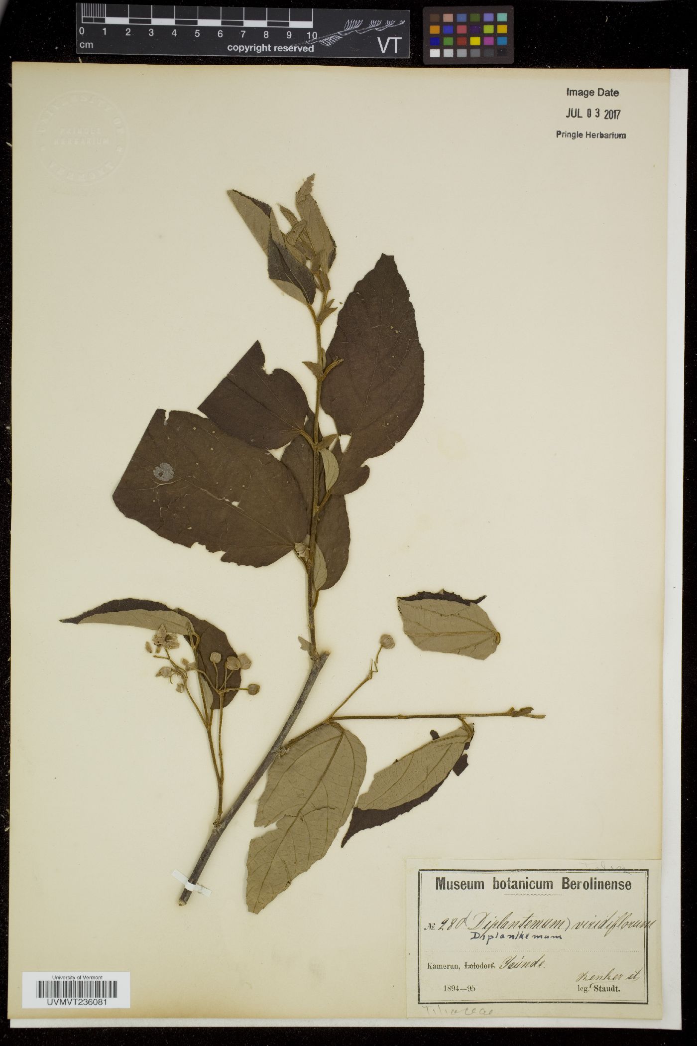 Diplanthemum image