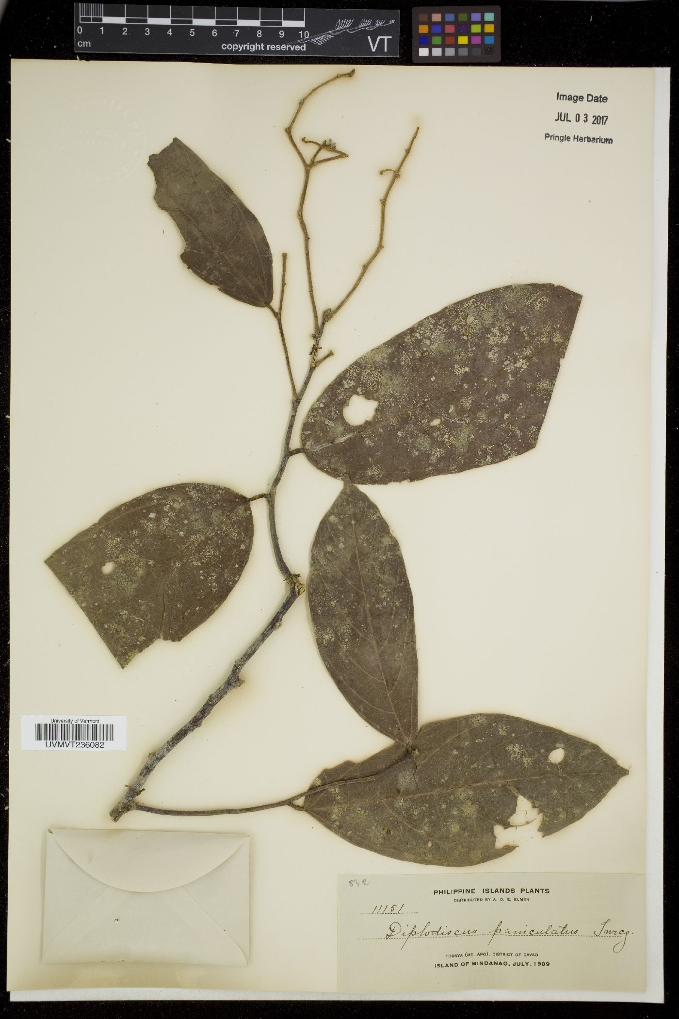 Diplodiscus paniculatus image