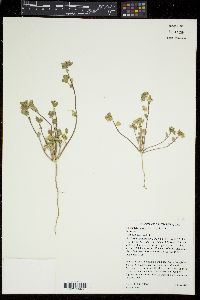 Eremalche exilis image