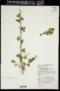 Fremontodendron californicum image