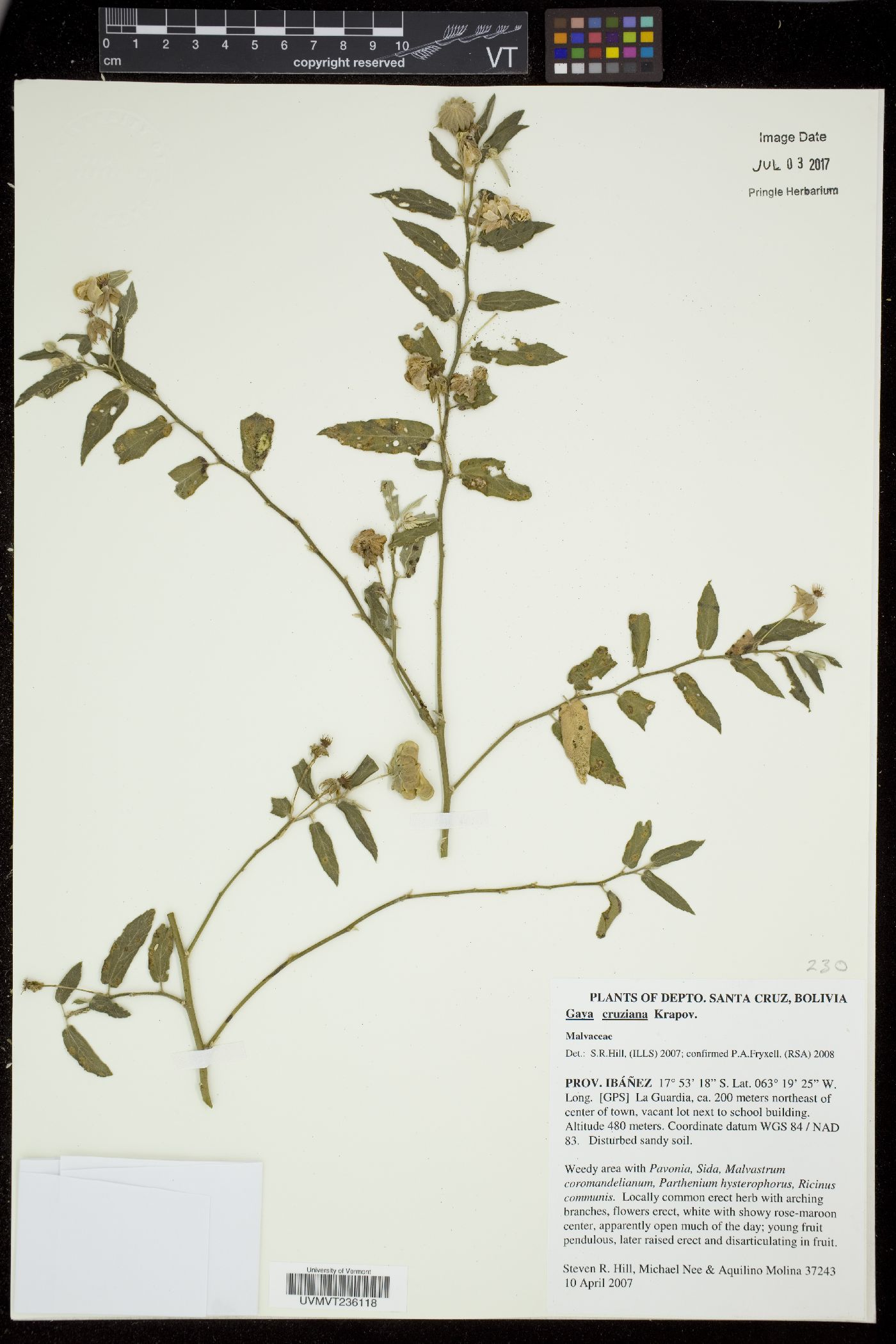Gaya cruziana image