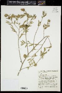 Gaya cruziana image