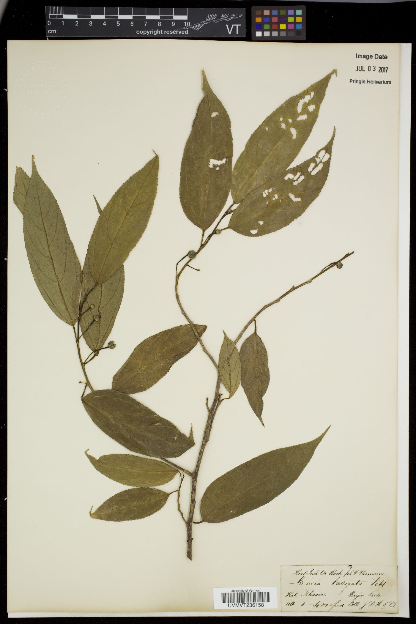Grewia laevigata image