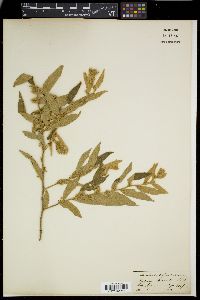 Grewia hirsuta image
