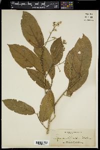 Microcos stylocarpa image