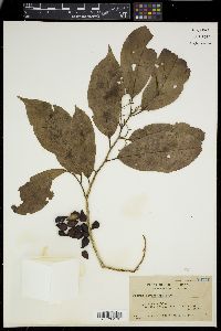 Microcos stylocarpa image
