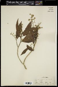 Microcos stylocarpa image