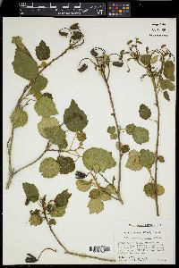 Helicteres semitriloba image
