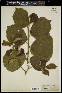 Helicteres isora image