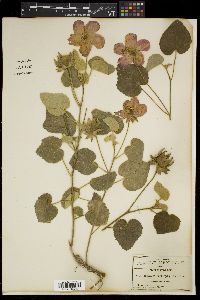 Hibiscus martianus image