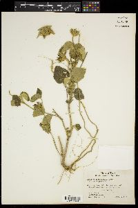 Hibiscus martianus image