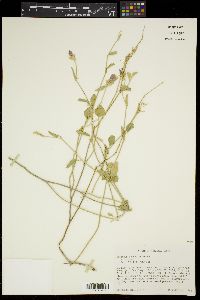 Hibiscus denudatus image