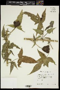 Hibiscus laevis image
