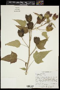 Hibiscus laevis image