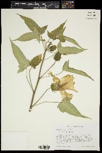 Hibiscus laevis image