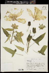 Hibiscus laevis image