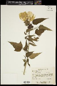 Hibiscus laevis image